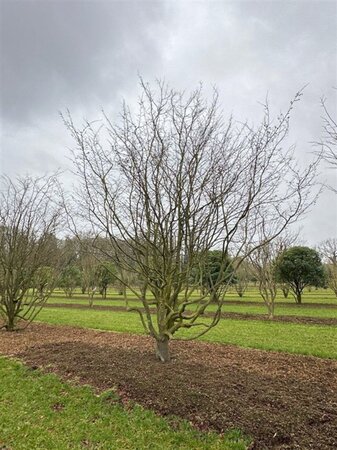 Parrotia persica 600-700 cm WRB multi-stem - image 8