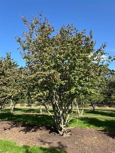 Parrotia persica 600-700 cm WRB multi-stem - image 9