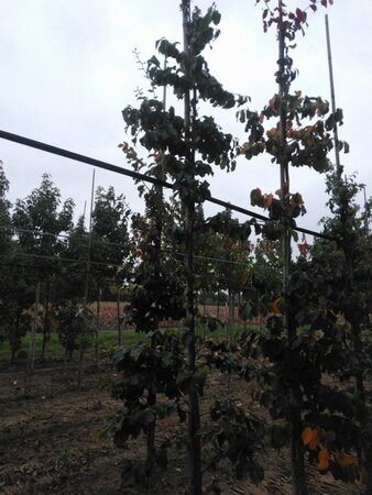 Parrotia persica 6-8 cm met kluit geveerd - afbeelding 1