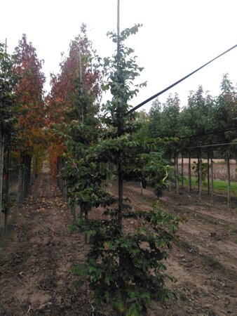 Parrotia persica 8-10 cm met kluit geveerd - afbeelding 1