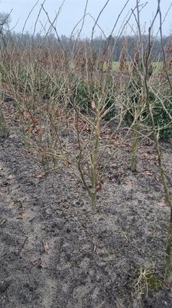 Parrotia persica 'Vanessa' 125-150 cm met kluit