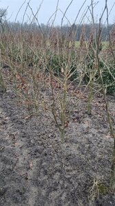 Parrotia persica 'Vanessa' 125-150 cm met kluit