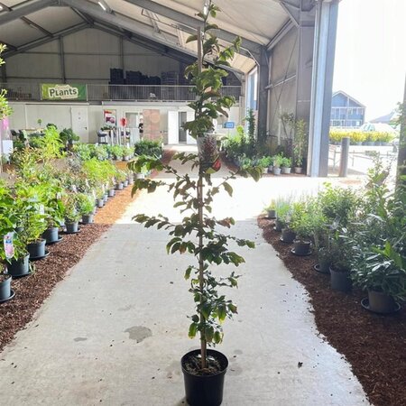 Parrotia persica 'Vanessa' 175-200 cm cont. 7,5L met stok