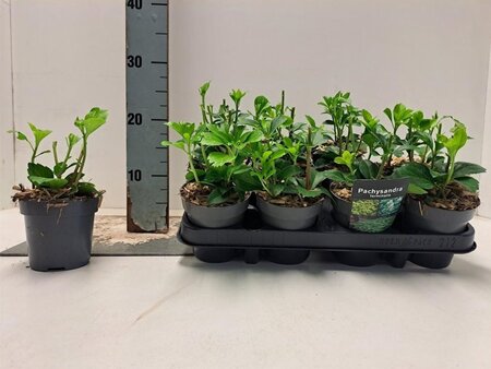 Pachysandra terminalis 10-15 cm 0,55L/P9cm - afbeelding 1