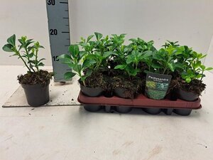 Pachysandra terminalis 10-15 cm 0,55L/P9cm - afbeelding 2