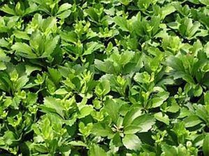 Pachysandra terminalis geen maat specificatie 0,55L/P9cm