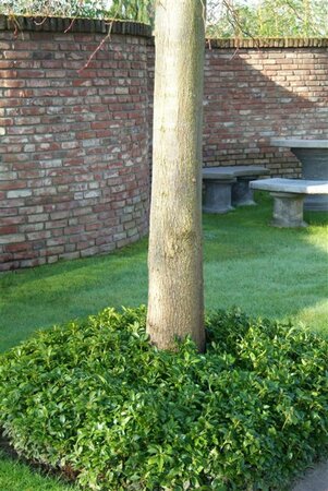 Pachysandra terminalis geen maat specificatie 0,55L/P9cm - afbeelding 7