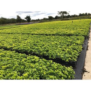 Pachysandra terminalis geen maat specificatie 0,55L/P9cm - afbeelding 2