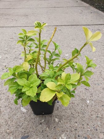 Pachysandra terminalis geen maat specificatie 0,55L/P9cm - afbeelding 5