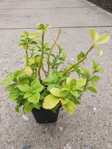 Pachysandra terminalis geen maat specificatie 0,55L/P9cm - afbeelding 5
