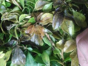 Pachysandra terminalis geen maat specificatie 0,55L/P9cm - afbeelding 5