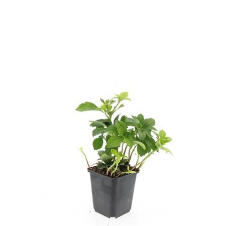 Pachysandra terminalis geen maat specificatie 0,55L/P9cm - afbeelding 9