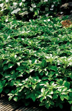 Pachysandra terminalis geen maat specificatie 0,55L/P9cm - afbeelding 3