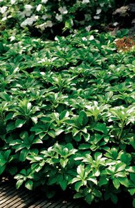 Pachysandra terminalis geen maat specificatie 0,55L/P9cm - afbeelding 3