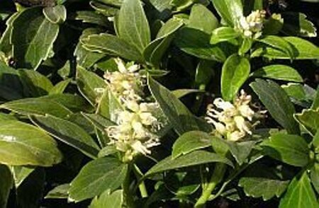 Pachysandra terminalis geen maat specificatie 0,55L/P9cm - afbeelding 11