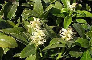 Pachysandra terminalis geen maat specificatie 0,55L/P9cm - afbeelding 11