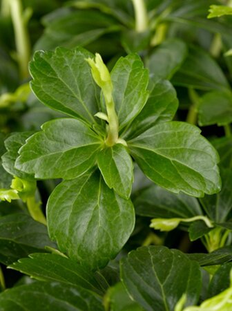 Pachysandra terminalis geen maat specificatie 0,55L/P9cm - afbeelding 4