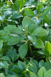 Pachysandra terminalis geen maat specificatie 0,55L/P9cm - afbeelding 4