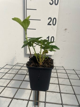 Pachysandra terminalis geen maat specificatie 0,55L/P9cm - afbeelding 3
