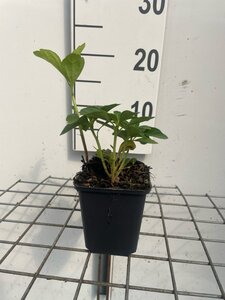 Pachysandra terminalis geen maat specificatie 0,55L/P9cm - afbeelding 3