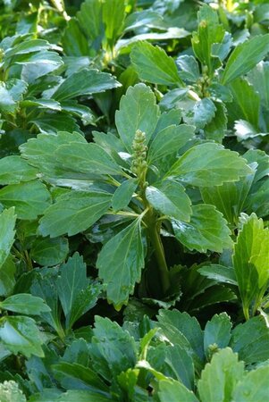 Pachysandra terminalis geen maat specificatie 0,55L/P9cm - afbeelding 6