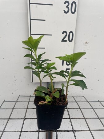 Pachysandra terminalis geen maat specificatie 0,55L/P9cm - afbeelding 8