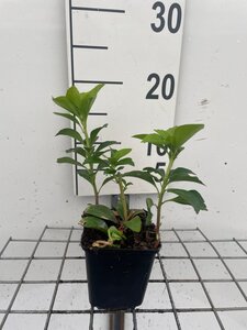 Pachysandra terminalis geen maat specificatie 0,55L/P9cm - afbeelding 8