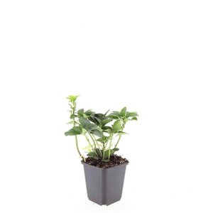 Pachysandra terminalis geen maat specificatie 0,55L/P9cm - afbeelding 7