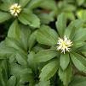 Pachysandra terminalis geen maat specificatie 0,55L/P9cm - afbeelding 2