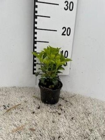 Pachysandra terminalis geen maat specificatie 0,55L/P9cm - afbeelding 10