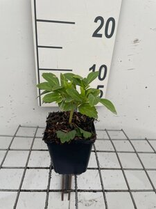 Pachysandra term. 'Green Carpet' geen maat specificatie 0,55L/P9cm - afbeelding 3