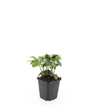 Pachysandra term. 'Green Carpet' geen maat specificatie 0,55L/P9cm - afbeelding 2