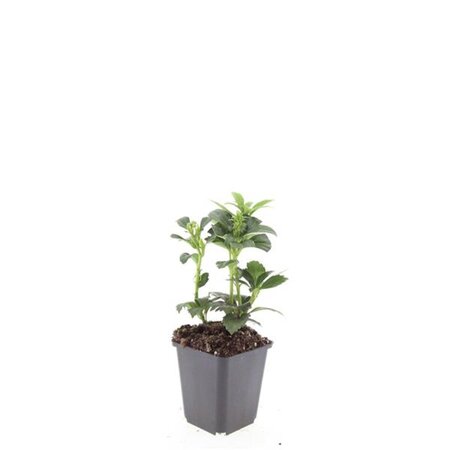 Pachysandra term. 'Green Carpet' geen maat specificatie 0,55L/P9cm - afbeelding 3