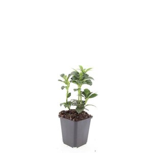 Pachysandra term. 'Green Carpet' geen maat specificatie 0,55L/P9cm - afbeelding 3