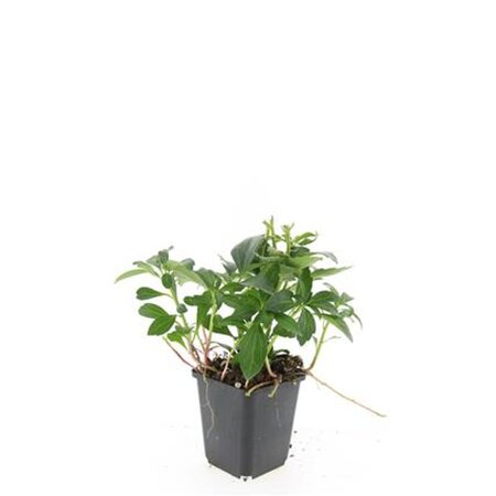 Pachysandra term. 'Green Carpet' geen maat specificatie 0,55L/P9cm - afbeelding 5