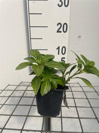 Pachysandra term. 'Green Carpet' geen maat specificatie 0,55L/P9cm - afbeelding 6