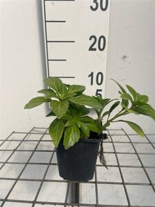 Pachysandra term. 'Green Carpet' geen maat specificatie 0,55L/P9cm - afbeelding 6