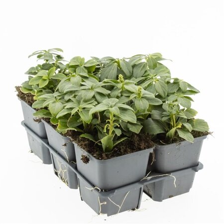 Pachysandra term. 'Green Carpet' geen maat specificatie 0,55L/P9cm - afbeelding 2