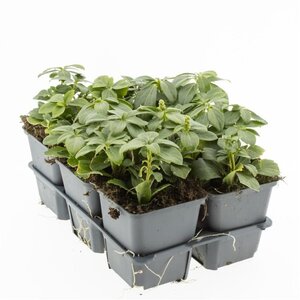 Pachysandra term. 'Green Carpet' geen maat specificatie 0,55L/P9cm - afbeelding 2