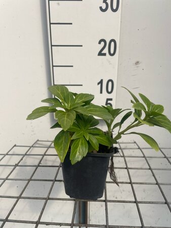 Pachysandra term. 'Green Carpet' geen maat specificatie 0,55L/P9cm - afbeelding 1