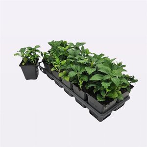 Pachysandra term. 'Green Carpet' geen maat specificatie 0,55L/P9cm - afbeelding 8