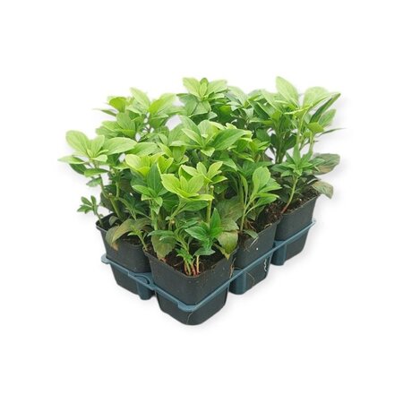 Pachysandra term. 'Green Carpet' geen maat specificatie 0,55L/P9cm - afbeelding 1
