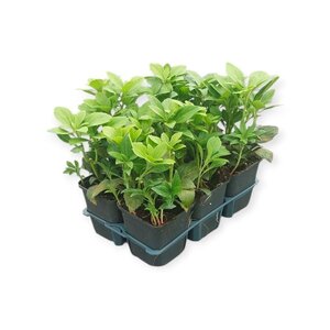 Pachysandra term. 'Green Carpet' geen maat specificatie 0,55L/P9cm