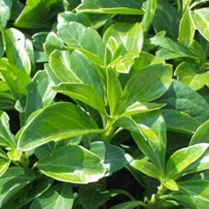 Pachysandra term. 'Green Carpet' geen maat specificatie 0,55L/P9cm