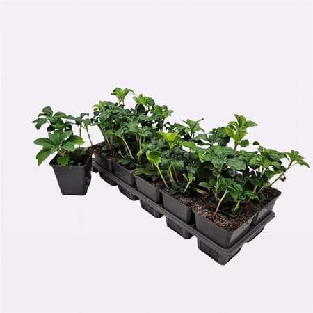 Pachysandra term. 'Green Sheen' geen maat specificatie 0,55L/P9cm - afbeelding 6