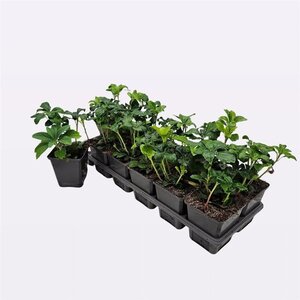 Pachysandra term. 'Green Sheen' geen maat specificatie 0,55L/P9cm - afbeelding 6