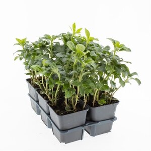 Pachysandra term. 'Green Sheen' geen maat specificatie 0,55L/P9cm