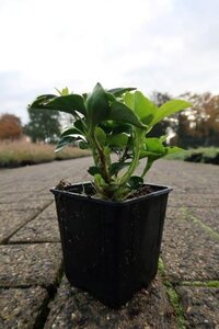 Pachysandra term. 'Green Sheen' geen maat specificatie 0,55L/P9cm - afbeelding 7