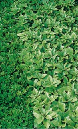 Pachysandra term. 'Green Sheen' geen maat specificatie 0,55L/P9cm - afbeelding 1
