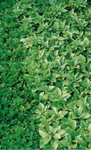 Pachysandra term. 'Green Sheen' geen maat specificatie 0,55L/P9cm